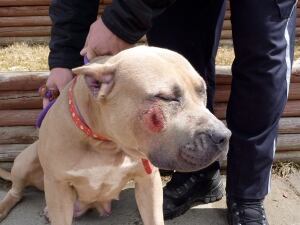 Alta Pit Bulls 20140305