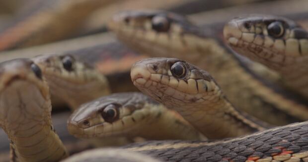 Garter snakes