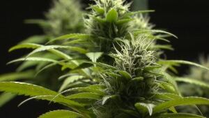 Marijuana matures at 3D Cannabis Centre