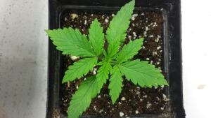 Canna Farms 2