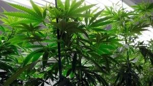 ns-hi-medical-marijuana