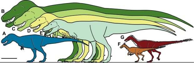 Tyrannosaur sizes