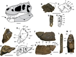 Nanuqsaurus hoglundi fossils