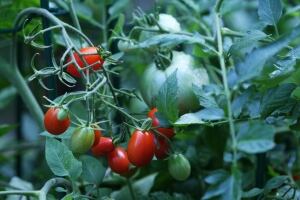 Gardening-How Early