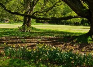 Gardening-Allergy Sufferers
