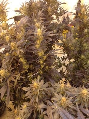 Medical marijuana