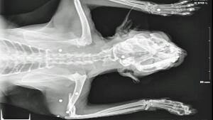 cat.shot.oshawa.xray