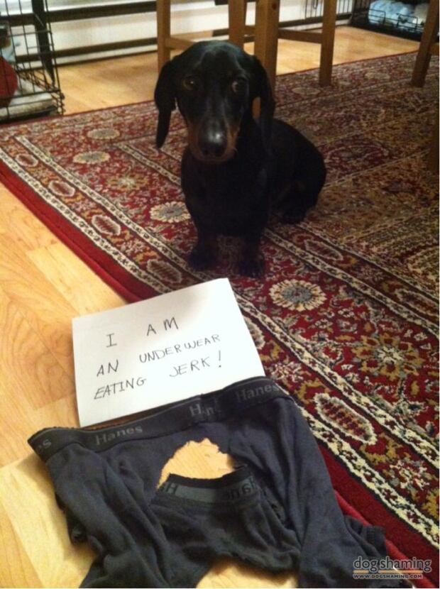 Dog shaming first post