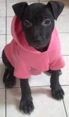 dog-pink-sweater