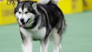 alaskan malamute