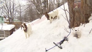 Goldie and Maple goats