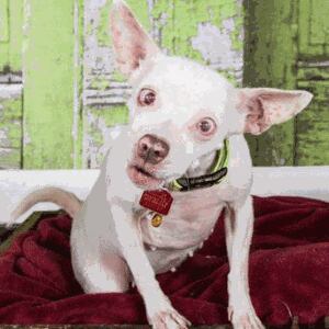 blind Chihuahua