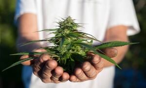 Medical Marijuana 20131008