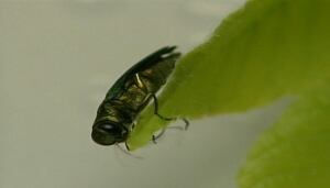 emerald-ash-beetle