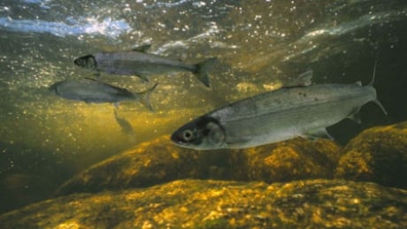 Endangered Atlantic whitefish