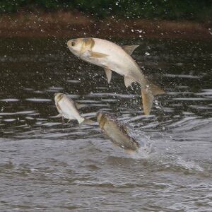Asian carp