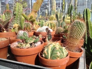 cacti