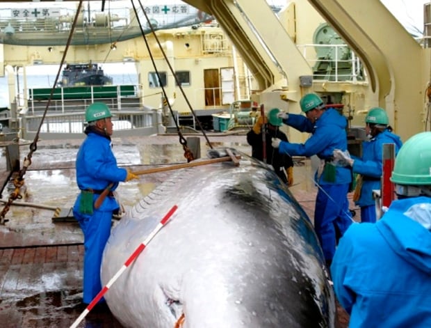 Japan Whaling Woes