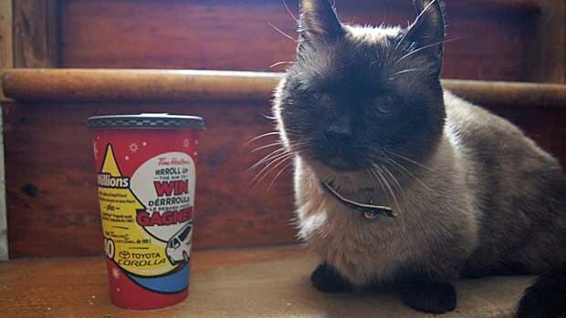 Coffee Cat