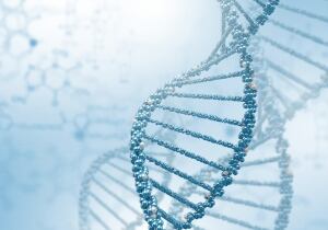 Synthetic yeast chromosome