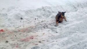 injured deer in snow