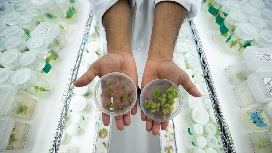 MediJean lab manager Abdul Ahad displays marijuana leaf tissue, left, and plant callus, right, which a plant would grow from, in the research and tissue culture development lab at the medical marijuana facility in Richmond, B.C.