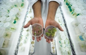 Medical Marijuana 20140330