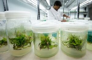 Medical Marijuana 20140330