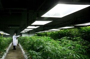 Medical Marijuana 20140330