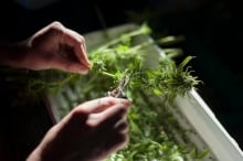 Medical Marijuana 20131008