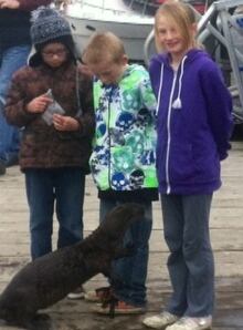 River otter at Oak Bay Marina, Vancouver Island