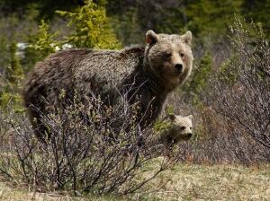 Grizzly bear and cub