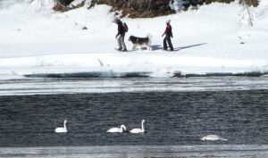 Swans on Teslin River