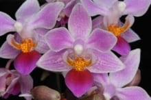 Orchids