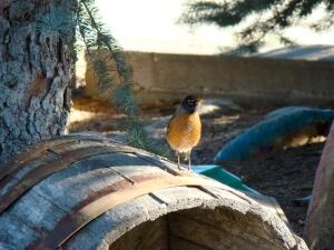 Robin
