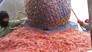 hi-shrimp-852