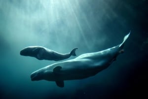 Beluga whales at Vancouver Aquarium