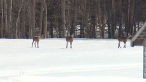 Deer concern apple farmers