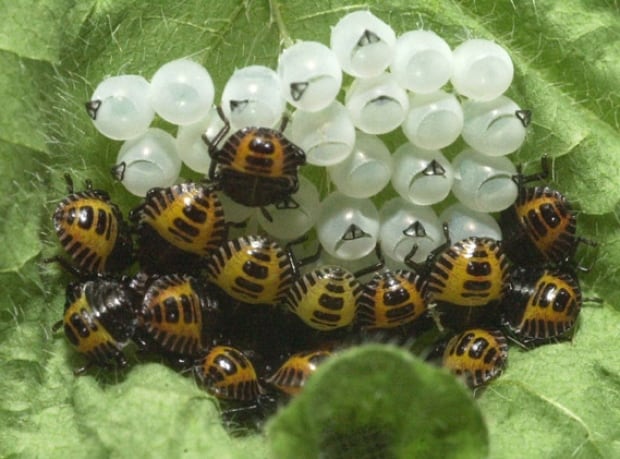 Brown Marmorated Stink Bug Hatched Egg Mass