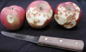 Brown Marmorated Stink Bug Apple Damage