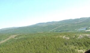 Newfoundland forest