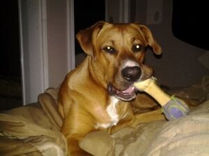Axel the puppy