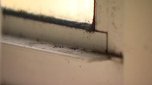 Mould on window