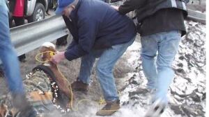 Calf rescued
