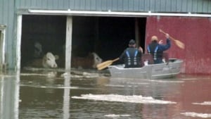 Cow rescue