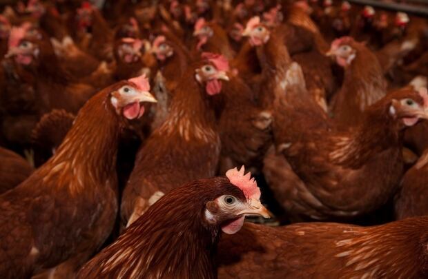 Life Focus Animal Diets 20110412