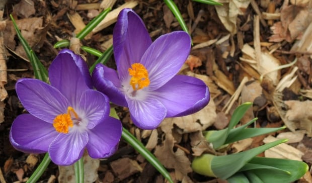 St. John's sign of spring