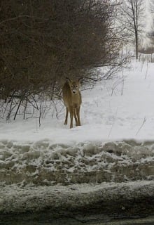 Deer in Ste-Anne