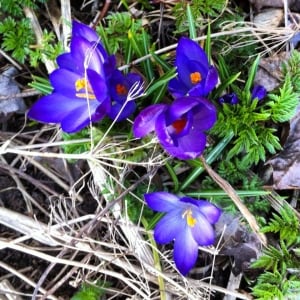 Crocuses blooming in St. John's