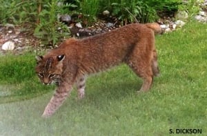 Bobcat in Squamish